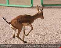 منطقه حفاظت شده شاسکوه و اسفدن