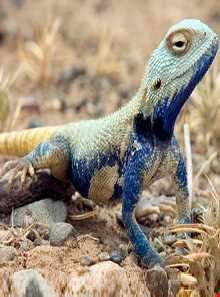 پناهگاه حیات وحش شیر احمد