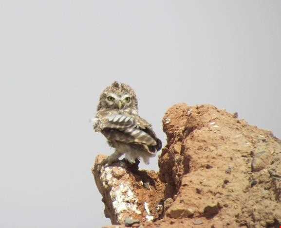 Shirahmad Wildlife Refuge