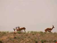 Shirahmad Wildlife Refuge