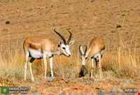 Shirahmad Wildlife Refuge