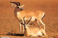 Shirahmad Wildlife Refuge