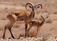 Shirahmad Wildlife Refuge