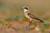 Shirahmad Wildlife Refuge