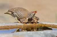 Shirahmad Wildlife Refuge