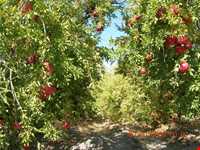 baghestane olya village