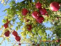 baghestane olya village