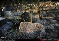 Sefid (white) Chah (well) cemetery