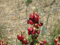روستای بابانظر