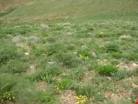 روستای بابانظر