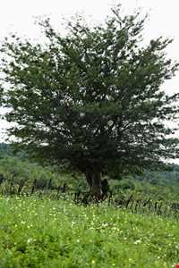 منطقه عمارلو