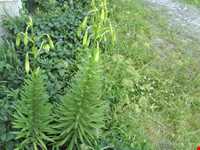 روستای داماش