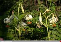 روستای داماش