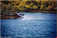 ژئوپارک جزیره قشم