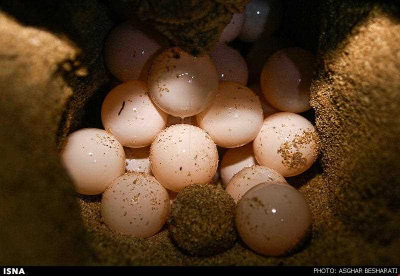 لاک پشتهای دریایی قشم