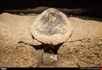 لاک پشتهای دریایی قشم