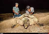 لاک پشتهای دریایی قشم