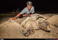 لاک پشتهای دریایی قشم