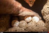 لاک پشتهای دریایی قشم