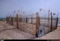 لاک پشتهای دریایی قشم