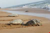 لاک پشتهای دریایی قشم