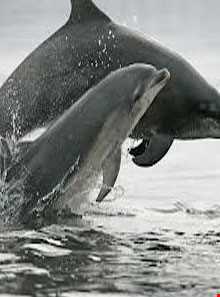 دلفین‌های جزیره هنگام