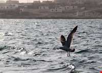 دلفین‌های جزیره هنگام