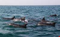 دلفین‌های جزیره هنگام