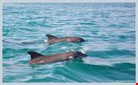 دلفین‌های جزیره هنگام