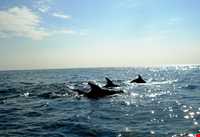 دلفین‌های جزیره هنگام