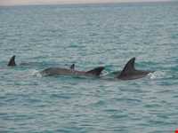 دلفین‌های جزیره هنگام