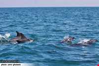 دلفین‌های جزیره هنگام