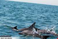 دلفین‌های جزیره هنگام