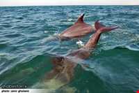 دلفین‌های جزیره هنگام