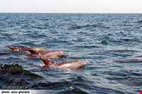 دلفین‌های جزیره هنگام