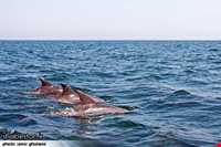 دلفین‌های جزیره هنگام