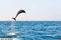 دلفین‌های جزیره هنگام