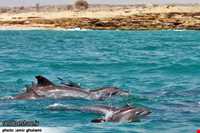 دلفین‌های جزیره هنگام