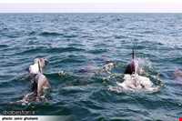 دلفین‌های جزیره هنگام