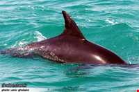 دلفین‌های جزیره هنگام