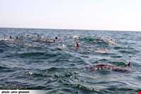 دلفین‌های جزیره هنگام