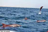 دلفین‌های جزیره هنگام