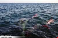 دلفین‌های جزیره هنگام