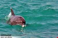 دلفین‌های جزیره هنگام