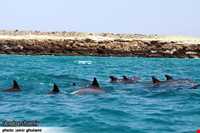 دلفین‌های جزیره هنگام