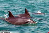 دلفین‌های جزیره هنگام