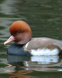 تالاب آبشینه