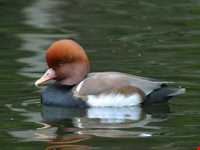 تالاب آبشینه