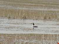 تالاب آبشینه