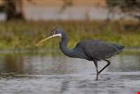 تالاب آبشینه